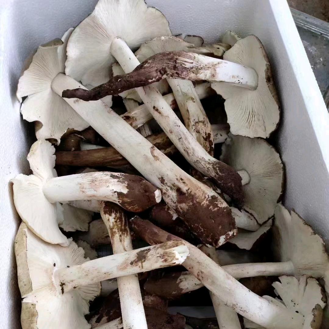 张哥土特产好货店