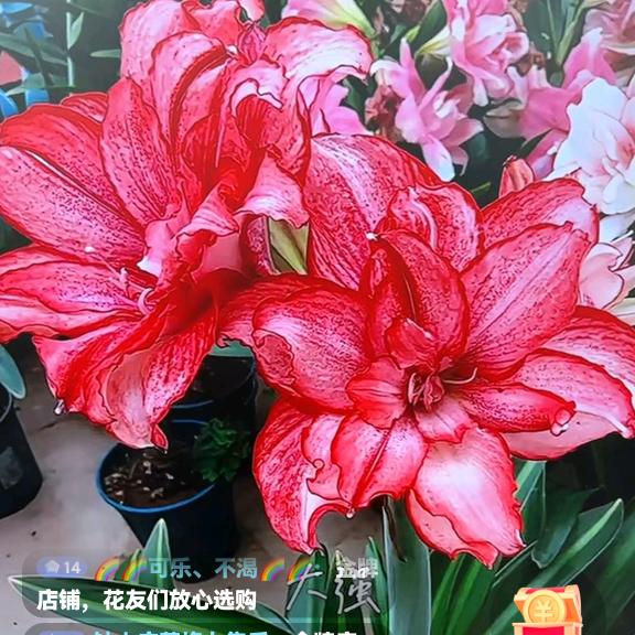 三姐爱花