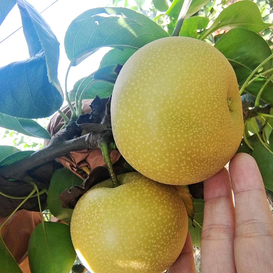 平湖小孙说农资