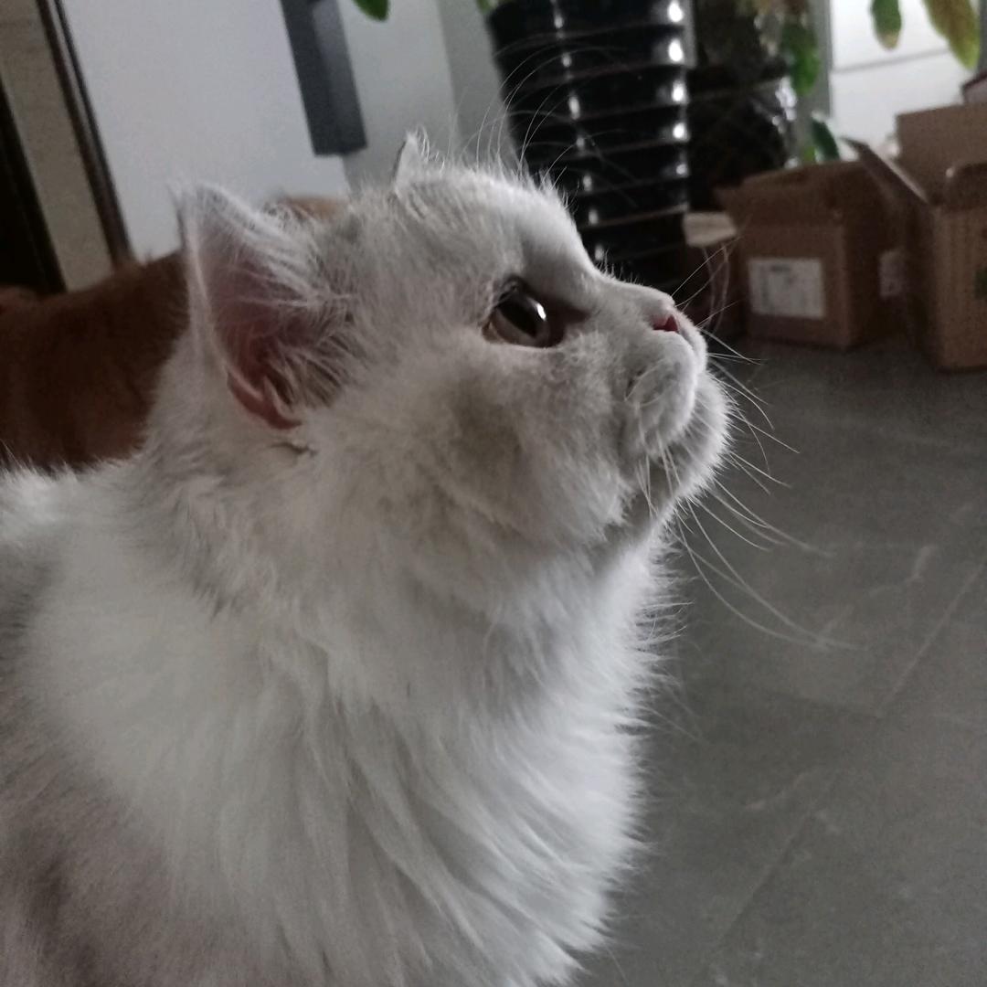 九娱-远杞宠粉号