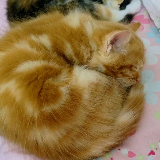 丢丢是只猫_249854636