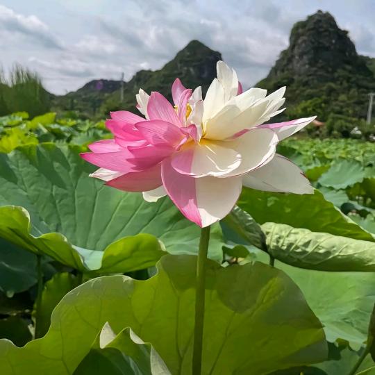 四季花开