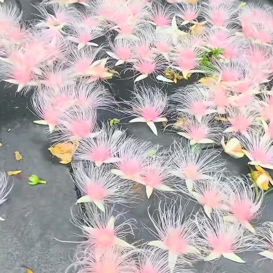 我姓李