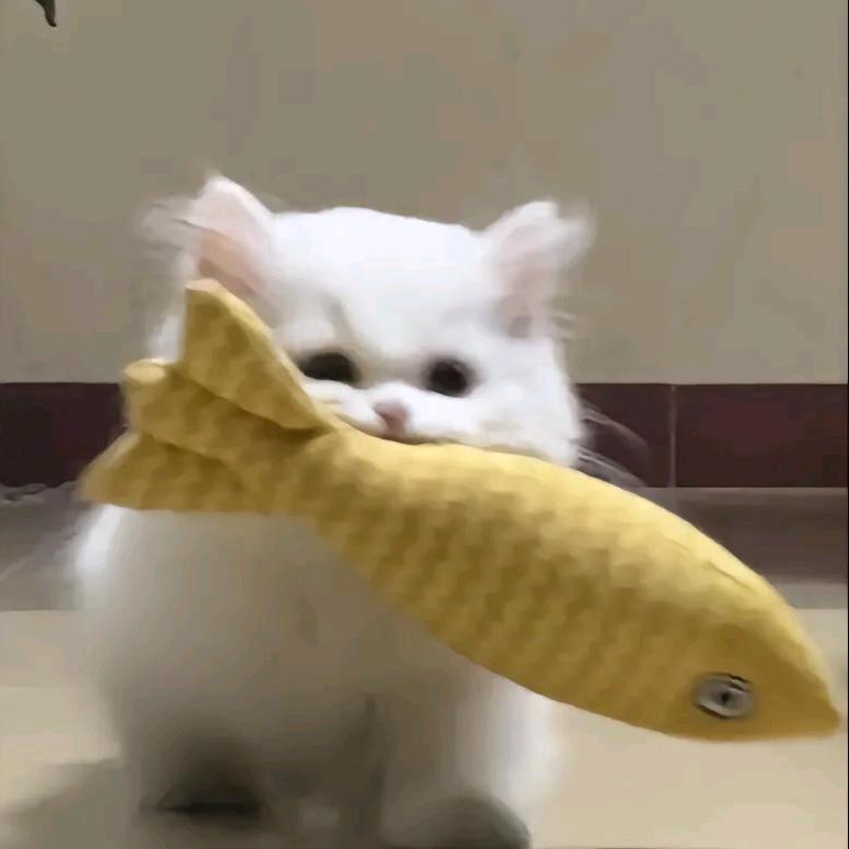 小猫蛋糕卷