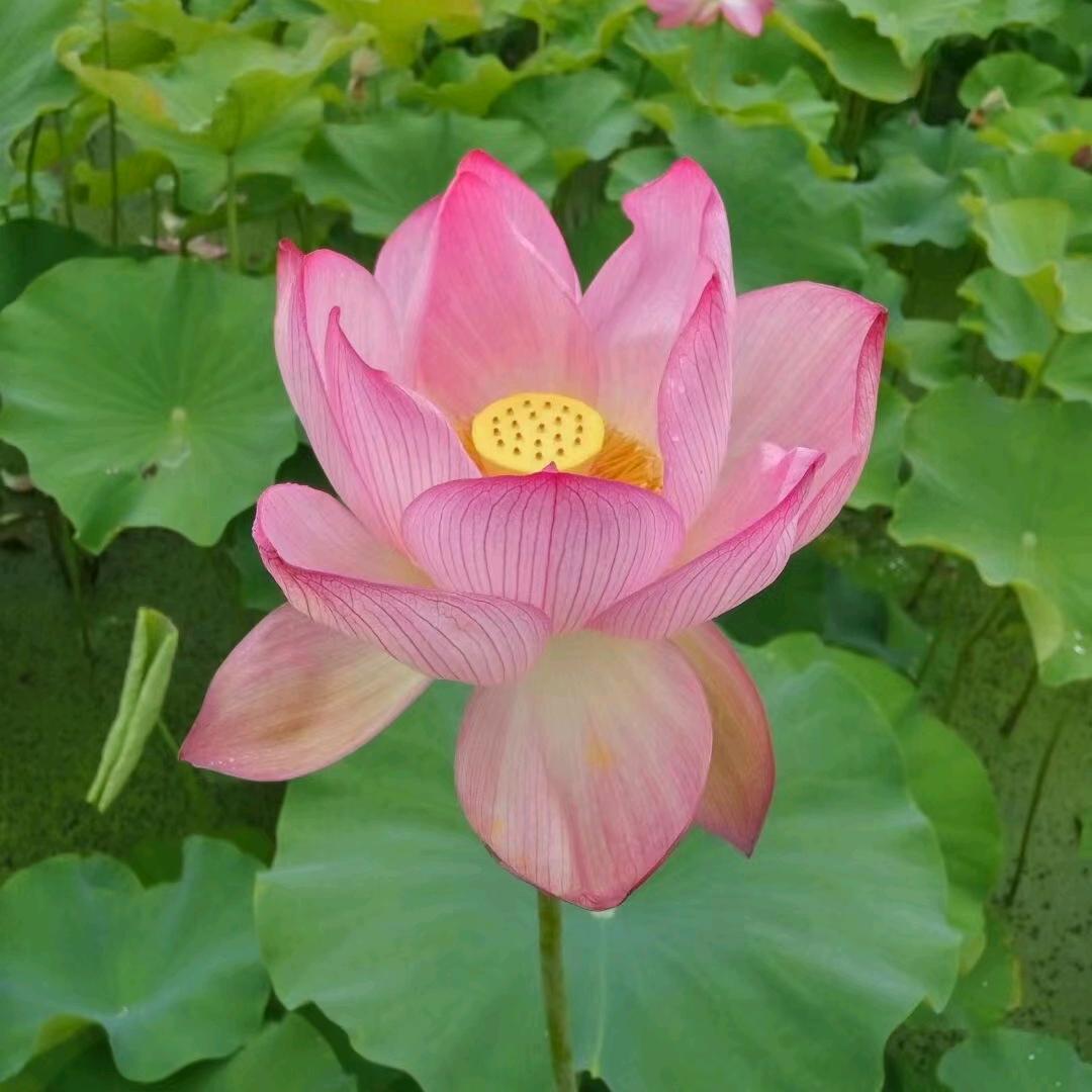 心花怒放