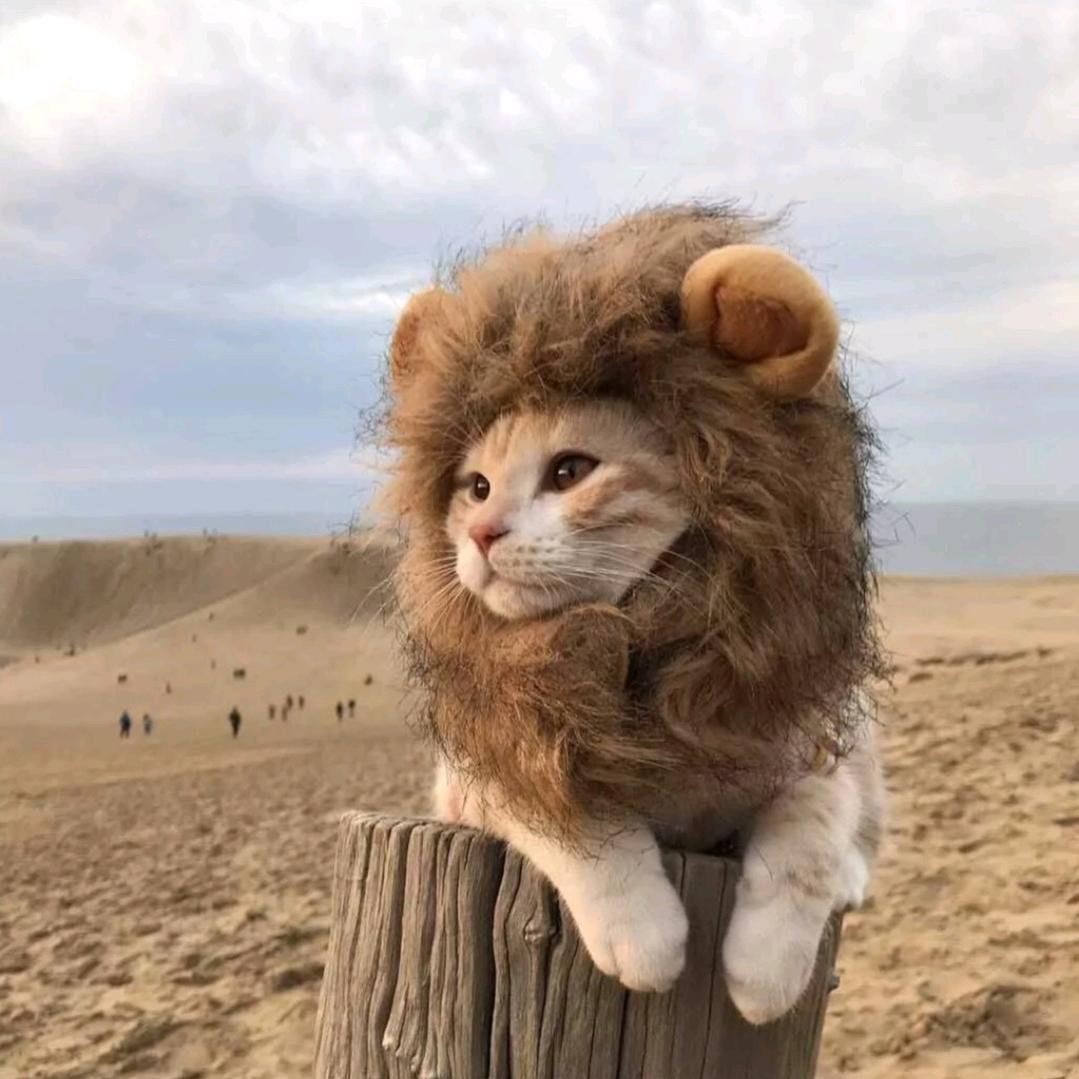 猫猫狮子头🦁