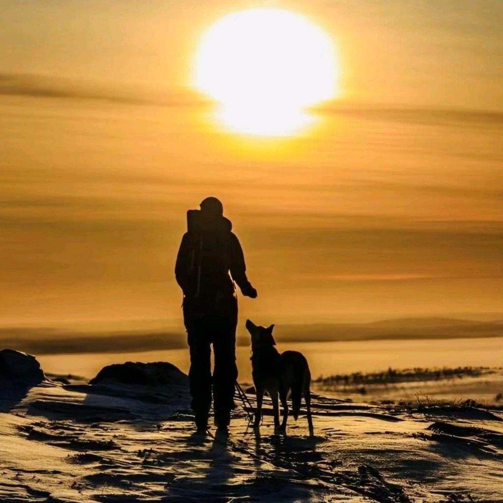 好白菜让猪给拱