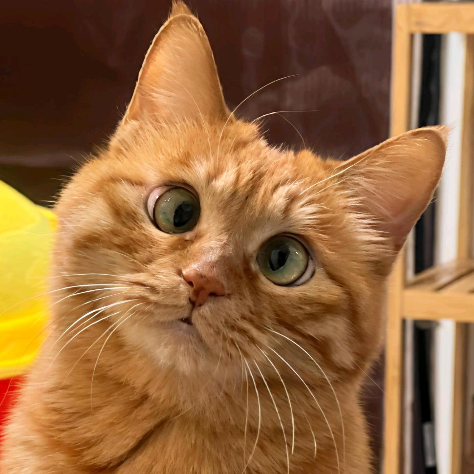 小ོൢ明ོൢ同ོൢ学ོ       🅥