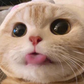 小瑙虎