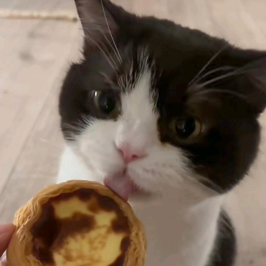 小馋猫