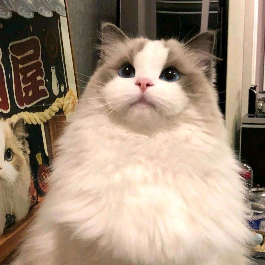 肥波是一只猫