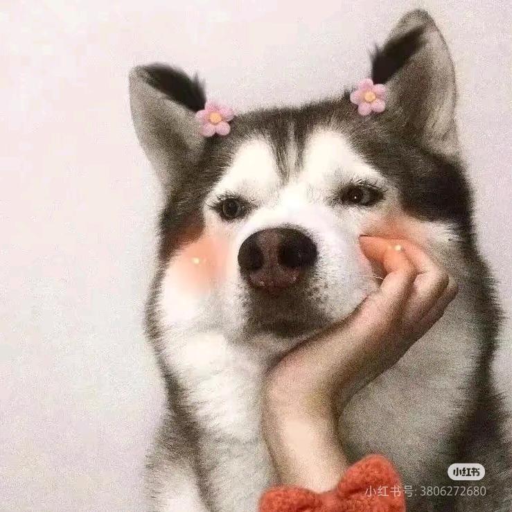 🐽小气吧啦的🐽