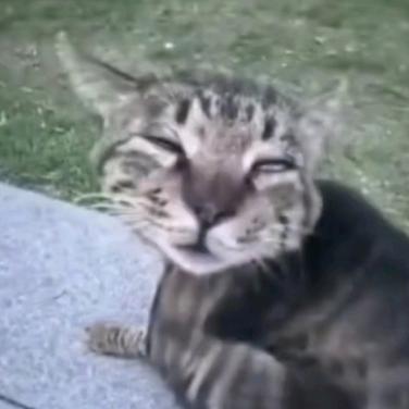 呆呆在鸵鸟那遗落的棉签