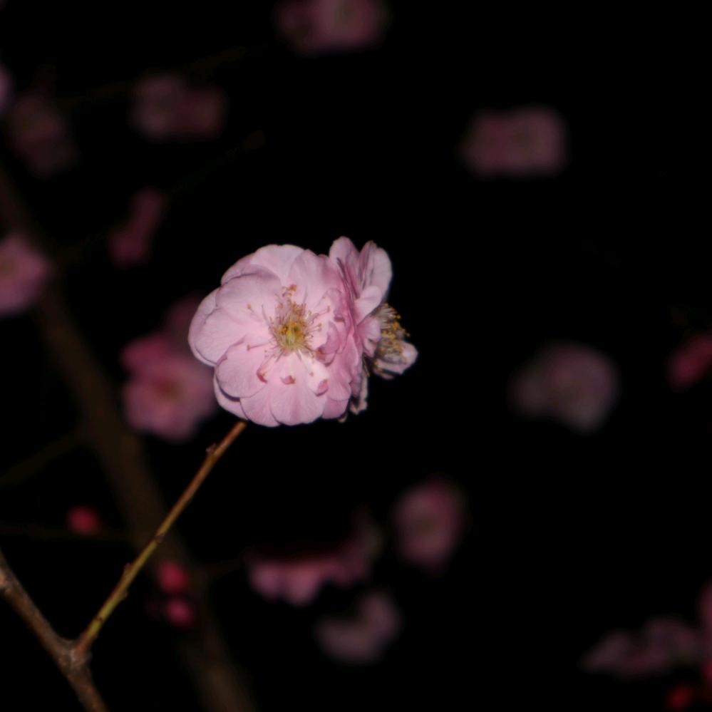 netaikyo热带鱼童装(巢湖东塘店