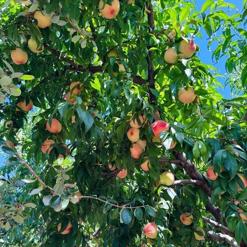 田稼保果树管理小云