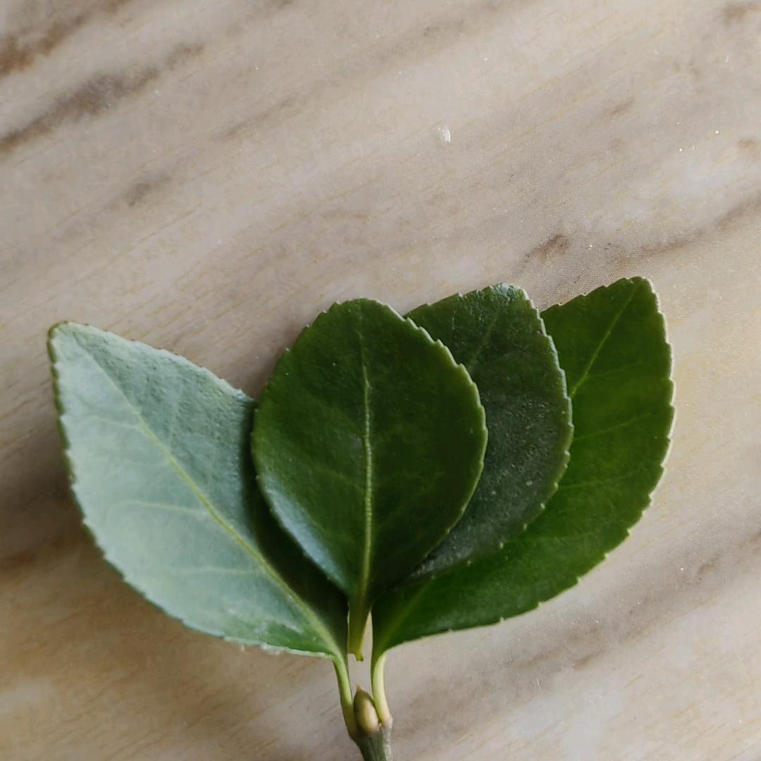 小豆子
