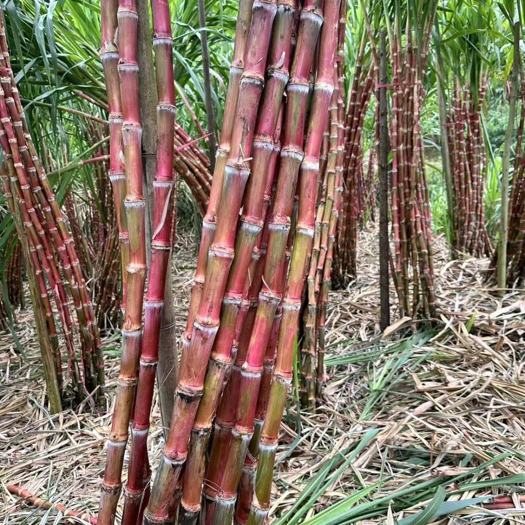 文山农产鲜果严选店