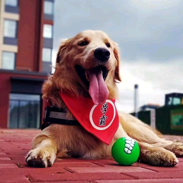 粽子是只大金毛