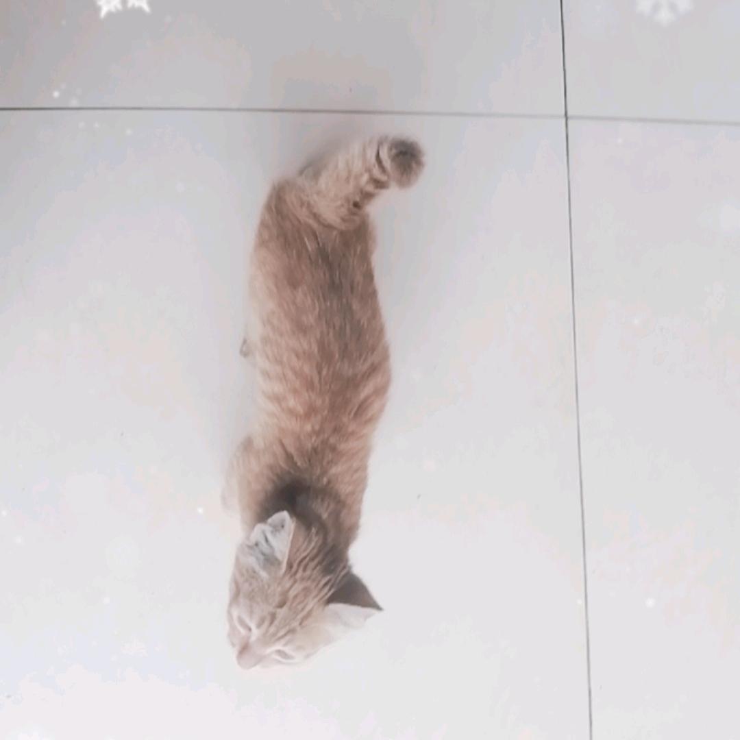 这是多么可爱的小猫咪啊！