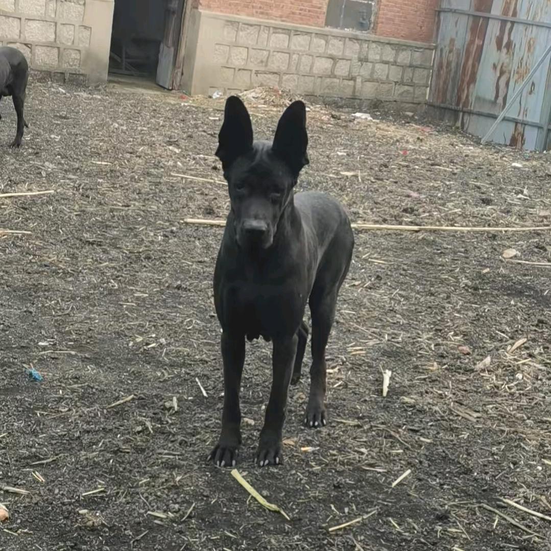 黑狼犬