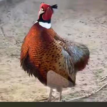 啊波宠物山鸡养殖场