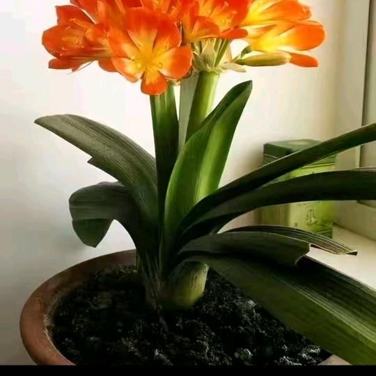 王雨婷的爹爹