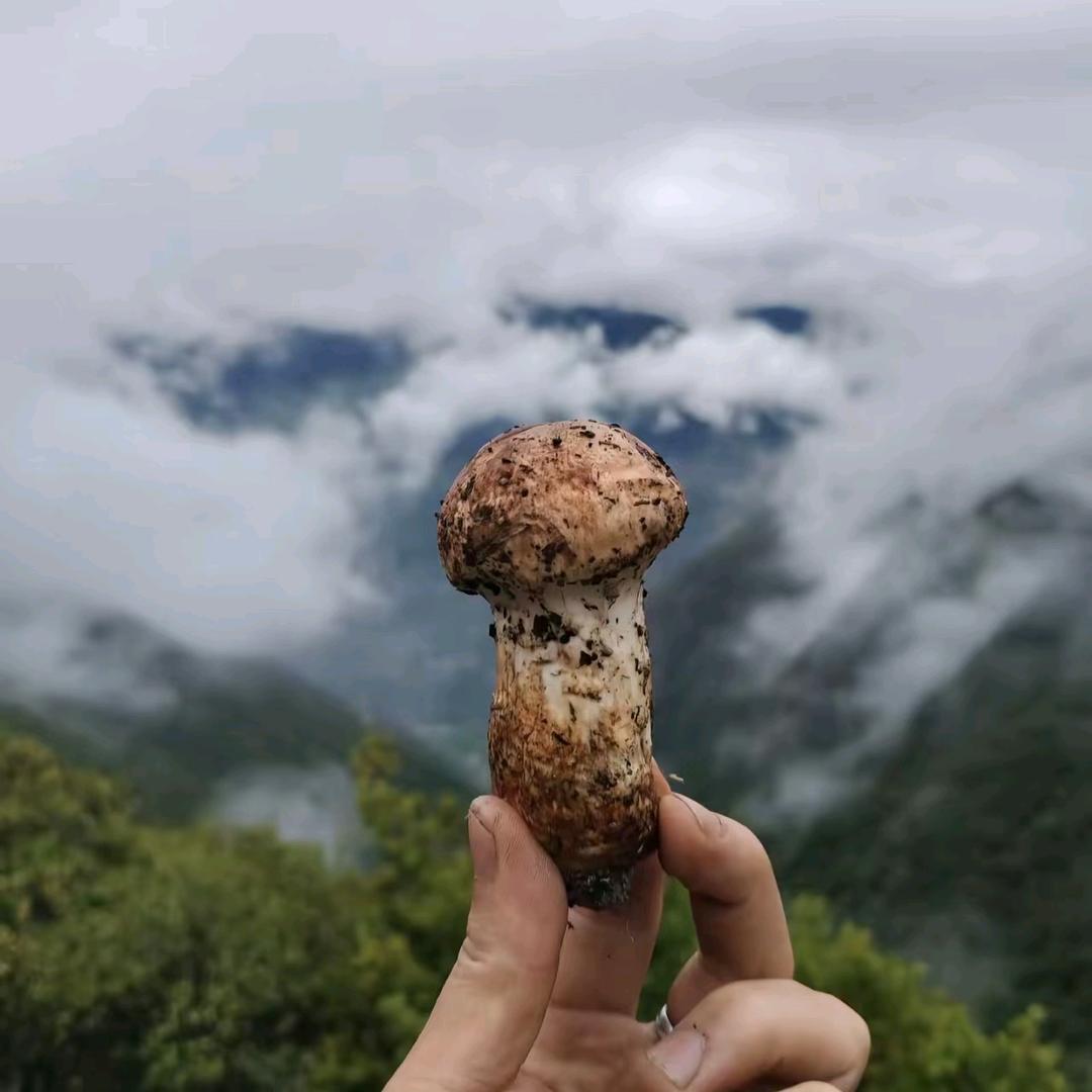 菌语山珍