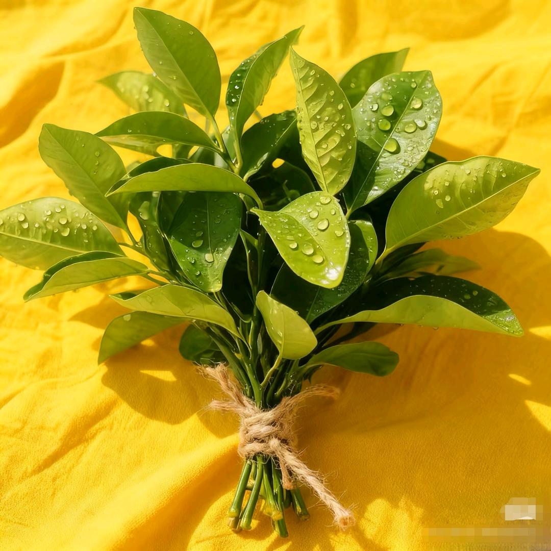 芳爷