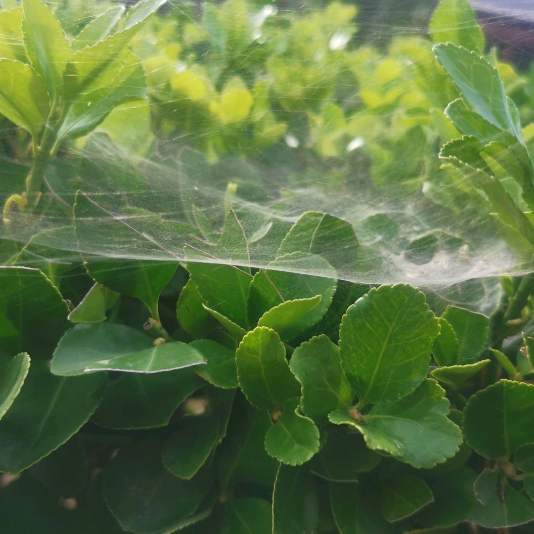 @噜丫卤~周姐～