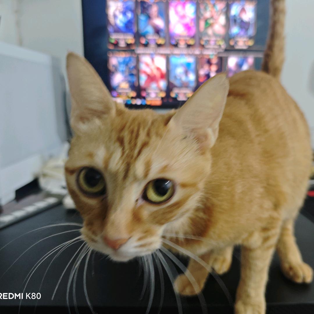 啦啦啦德玛西亚