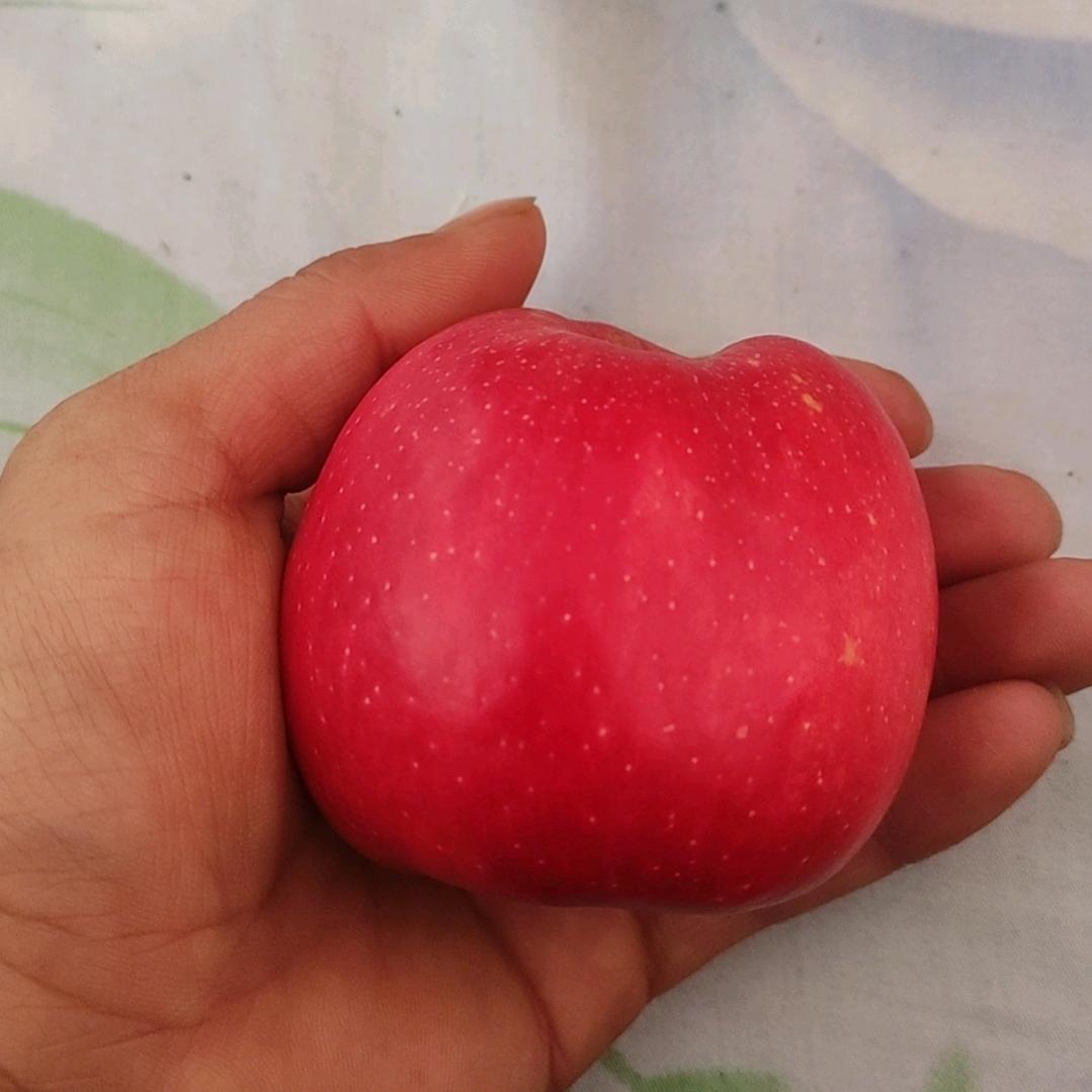 甘肃小苹果