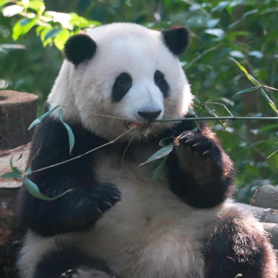 Panda paradise