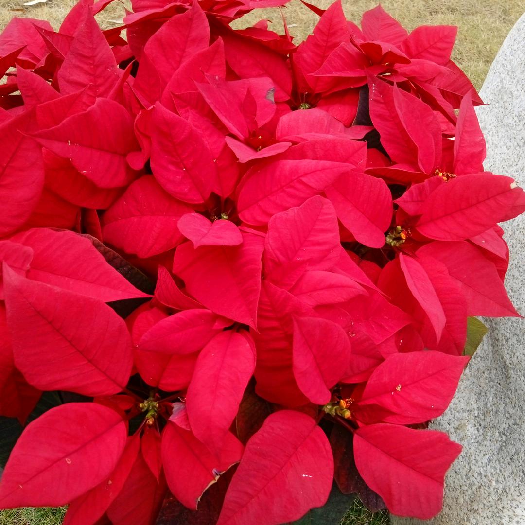 祝福🌹家人🌹平安🌹健康🌹