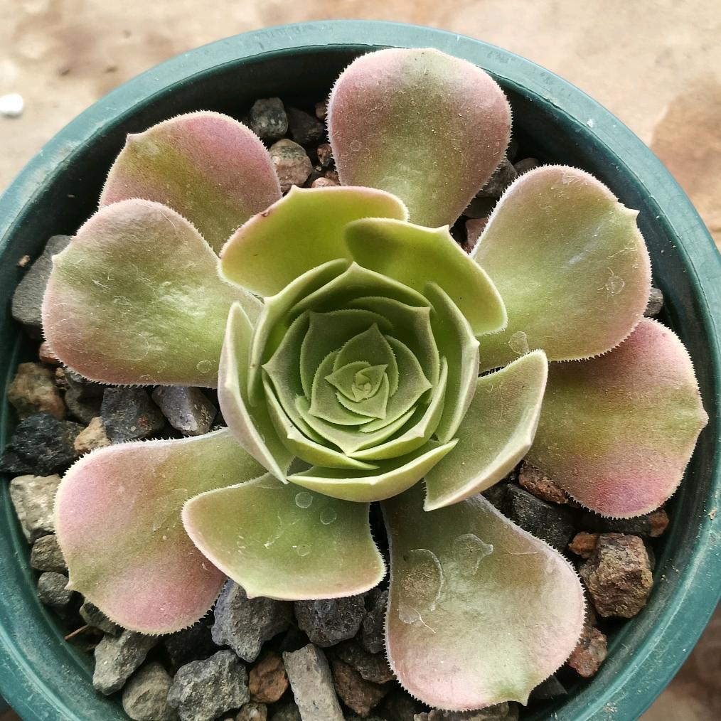 小豆包