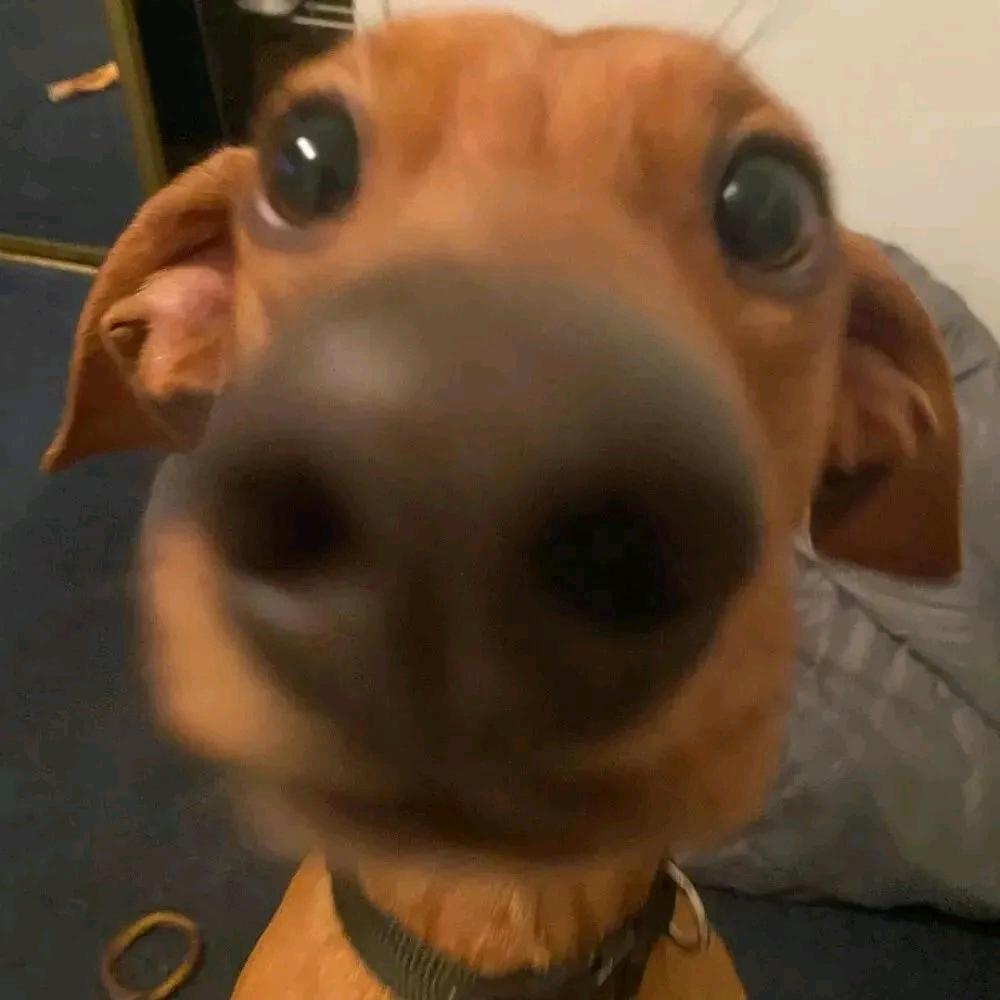 火鸡味郭吧