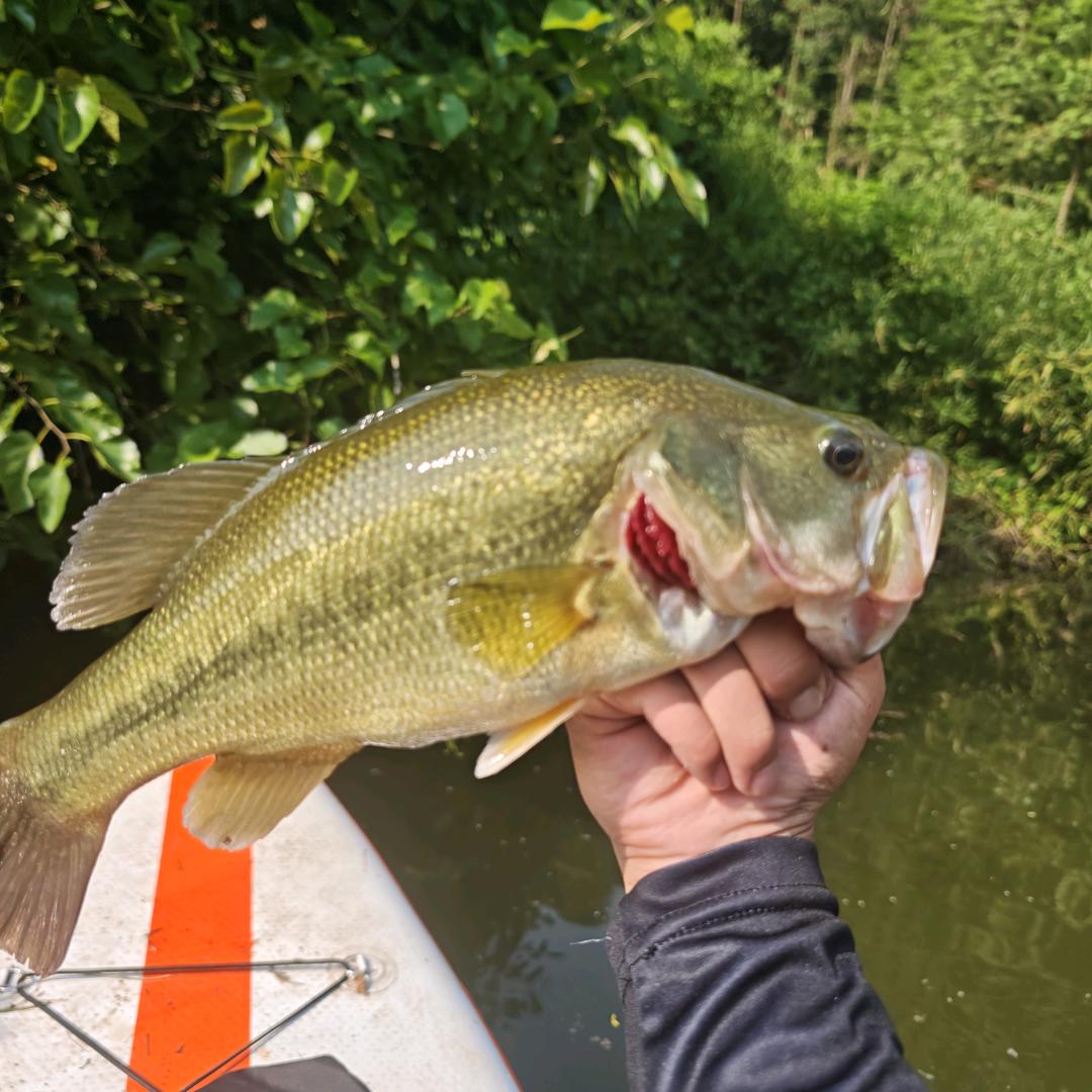小伟砸（考到驾照已改名）