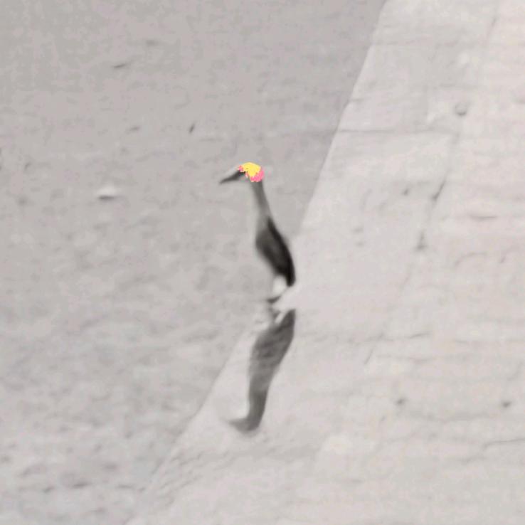 阿团团团团团ovo