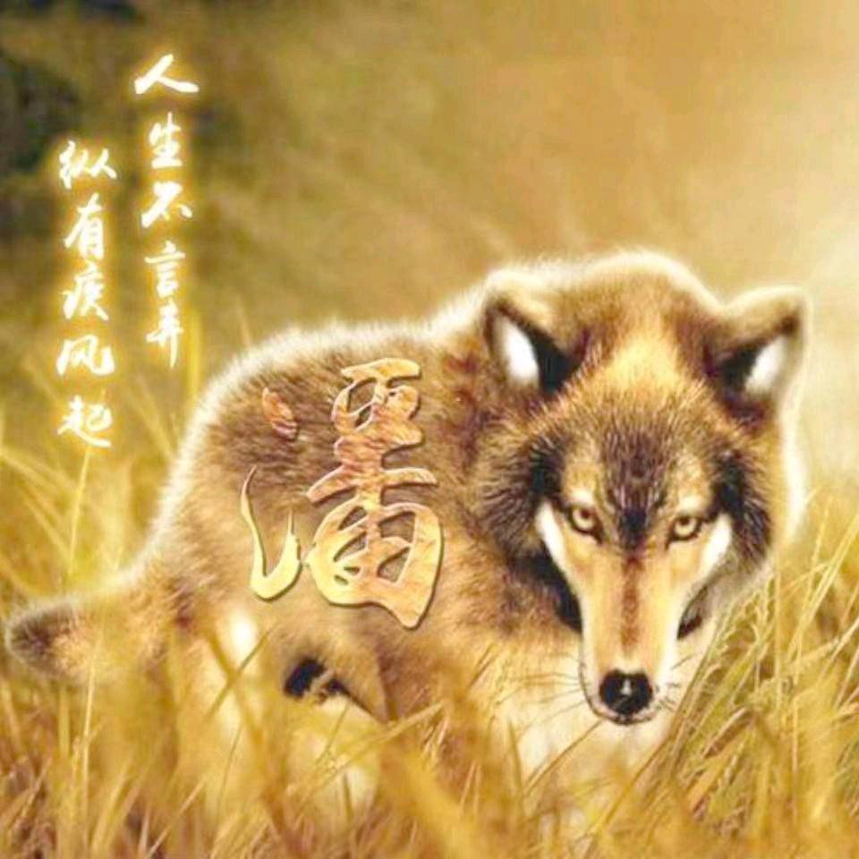 狼行天下