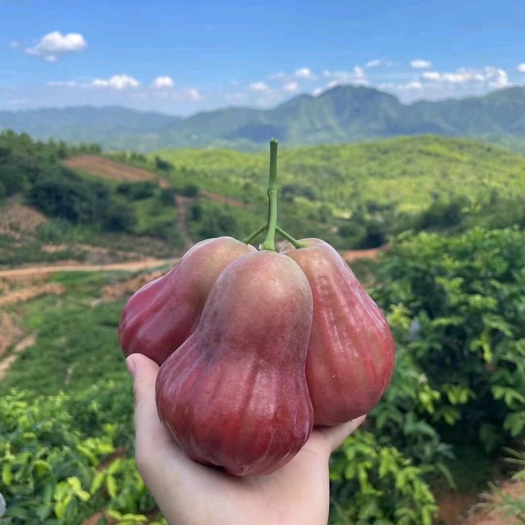 好迦夥「青谷农场」