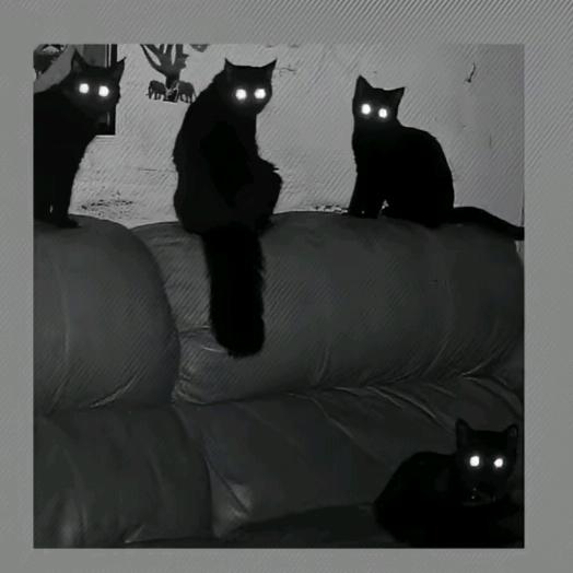 小濠大王666