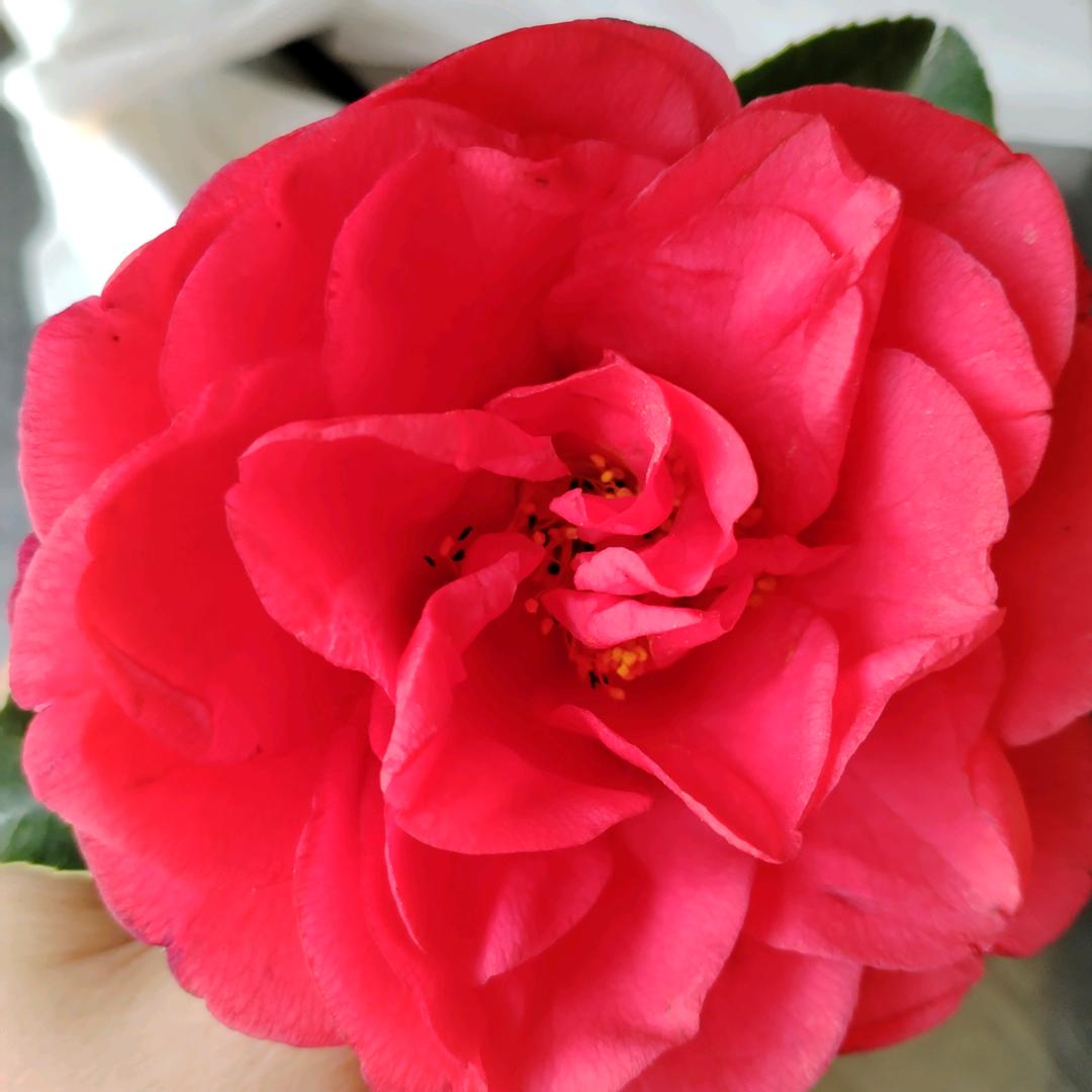 ꦻꦼ  㞮孞 🍂࿐