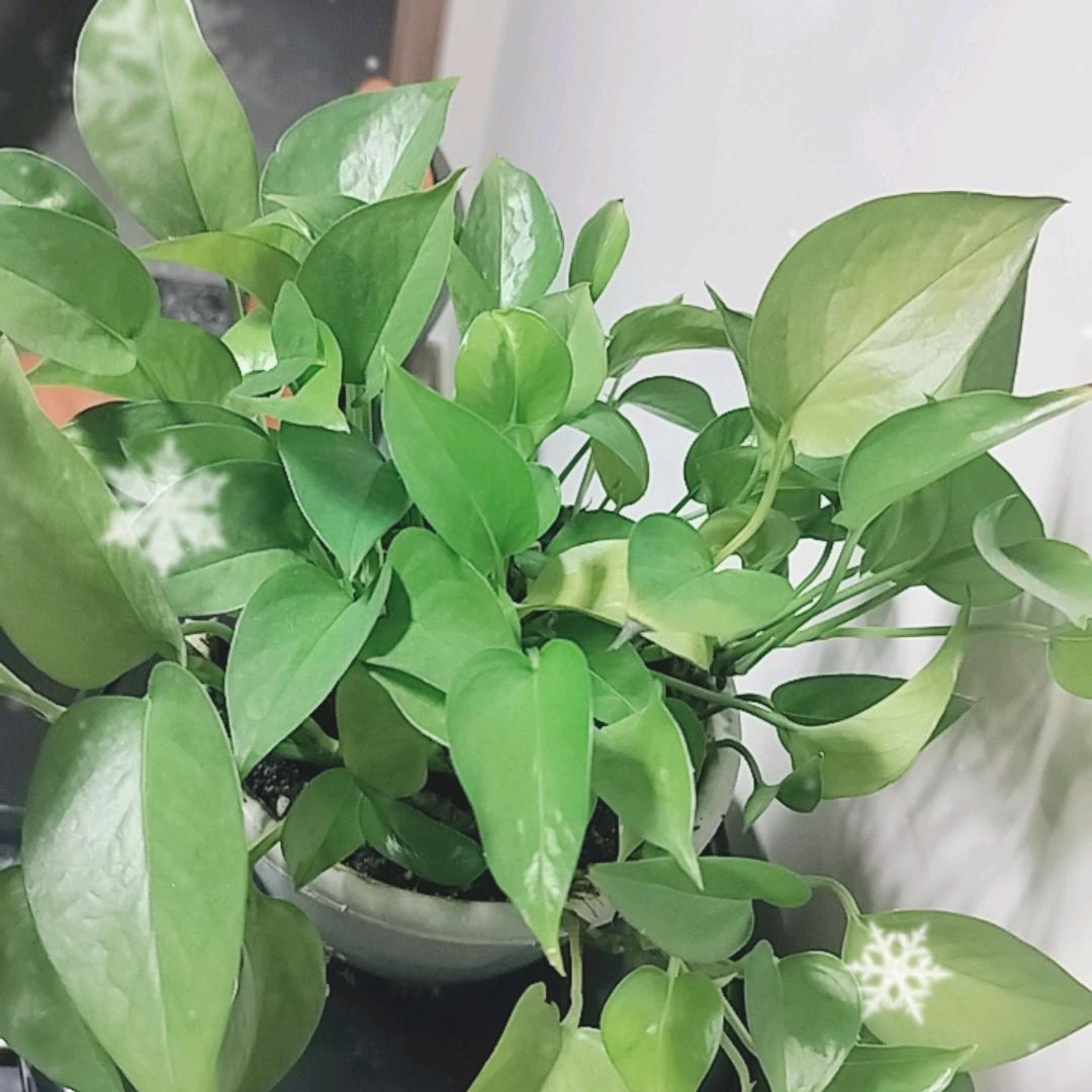 微笑每一天