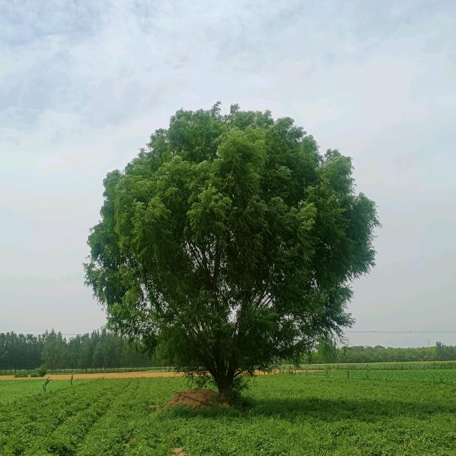 邱高波