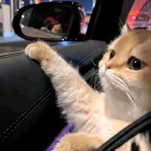 虎虎不虎🐯