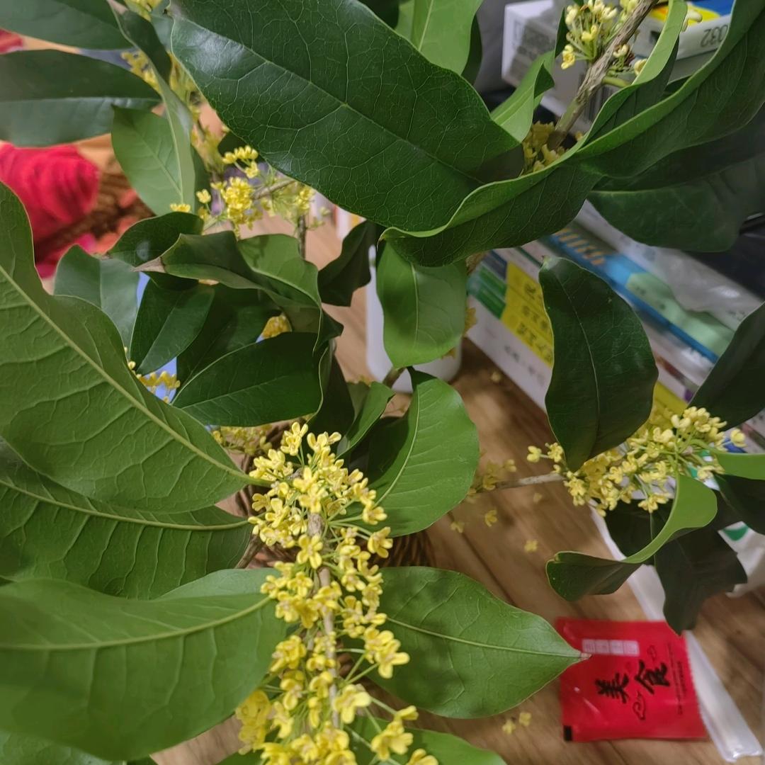 😀秋霞（拒私聊河南人在浙江）