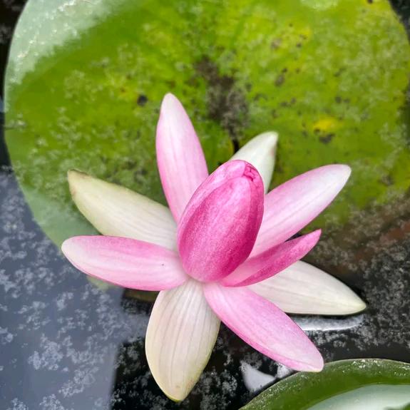 范先生