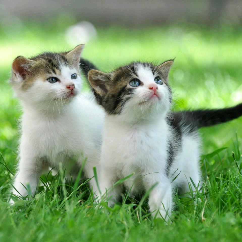 平安福，曾经的我1021