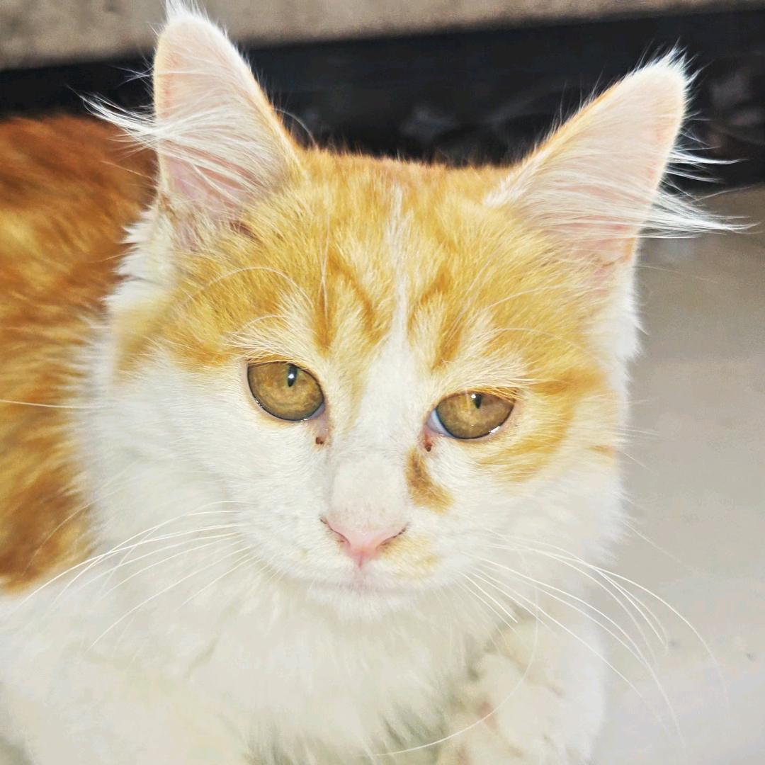 有灵是只猫