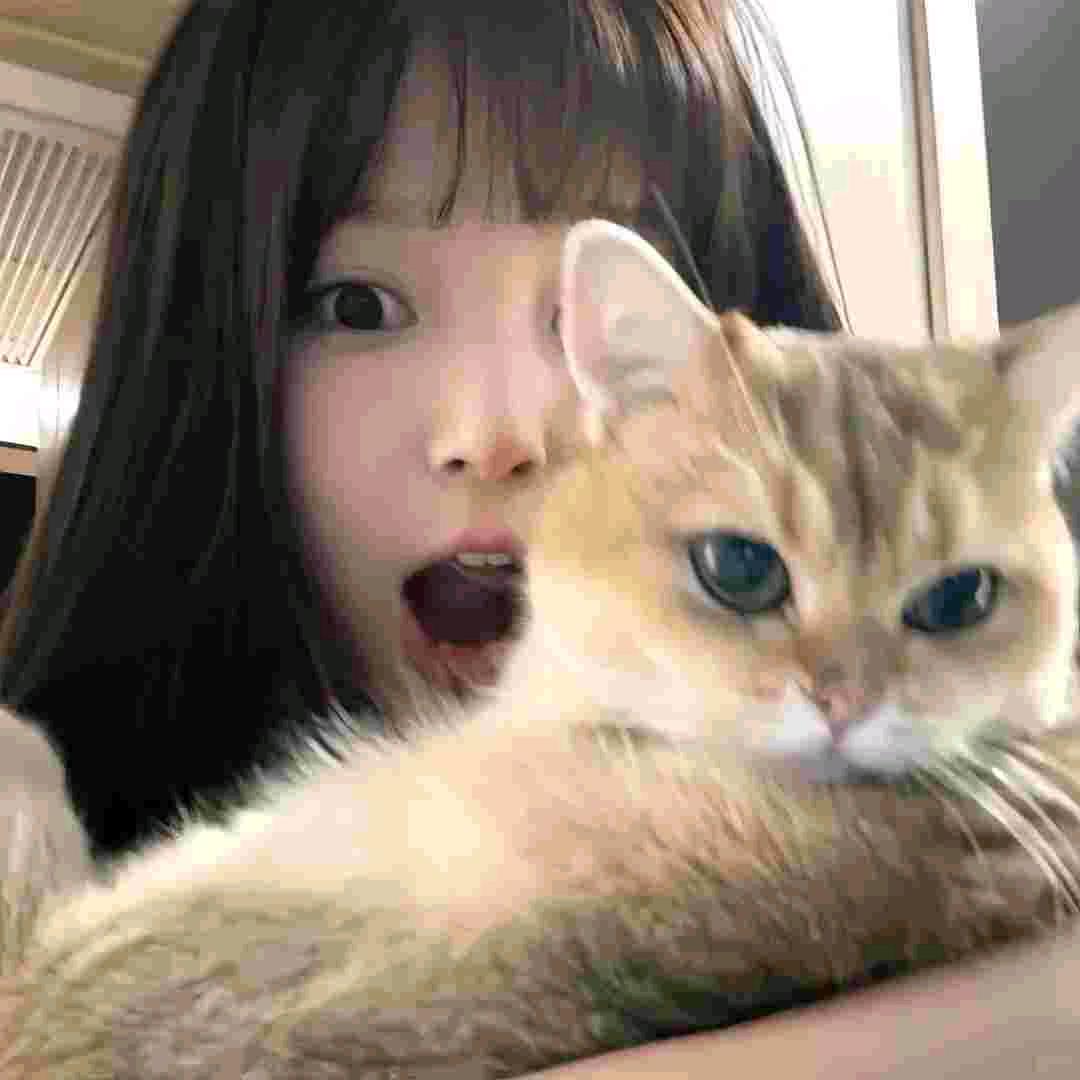梦幻猫甄选
