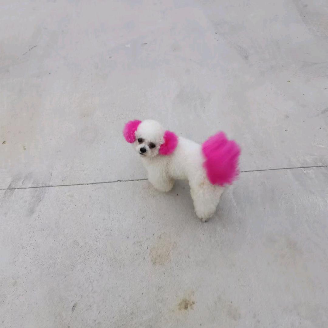 耿二姐